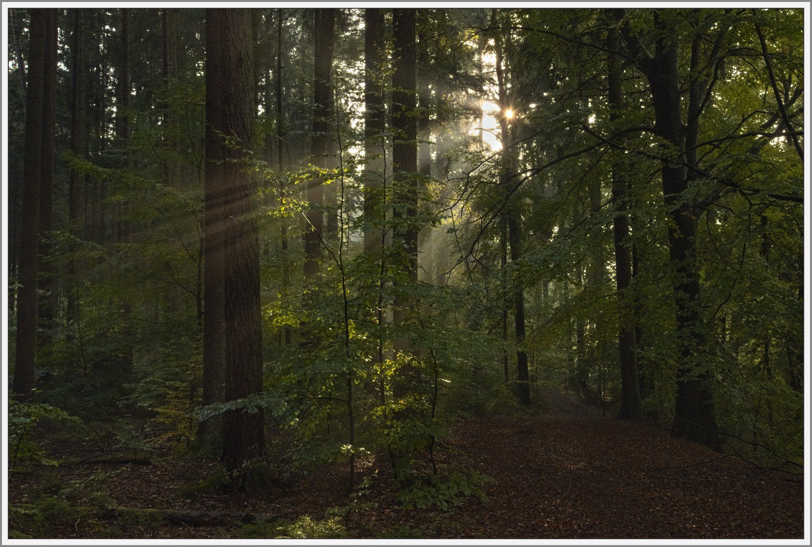 Lichtdurchfluteter Wald