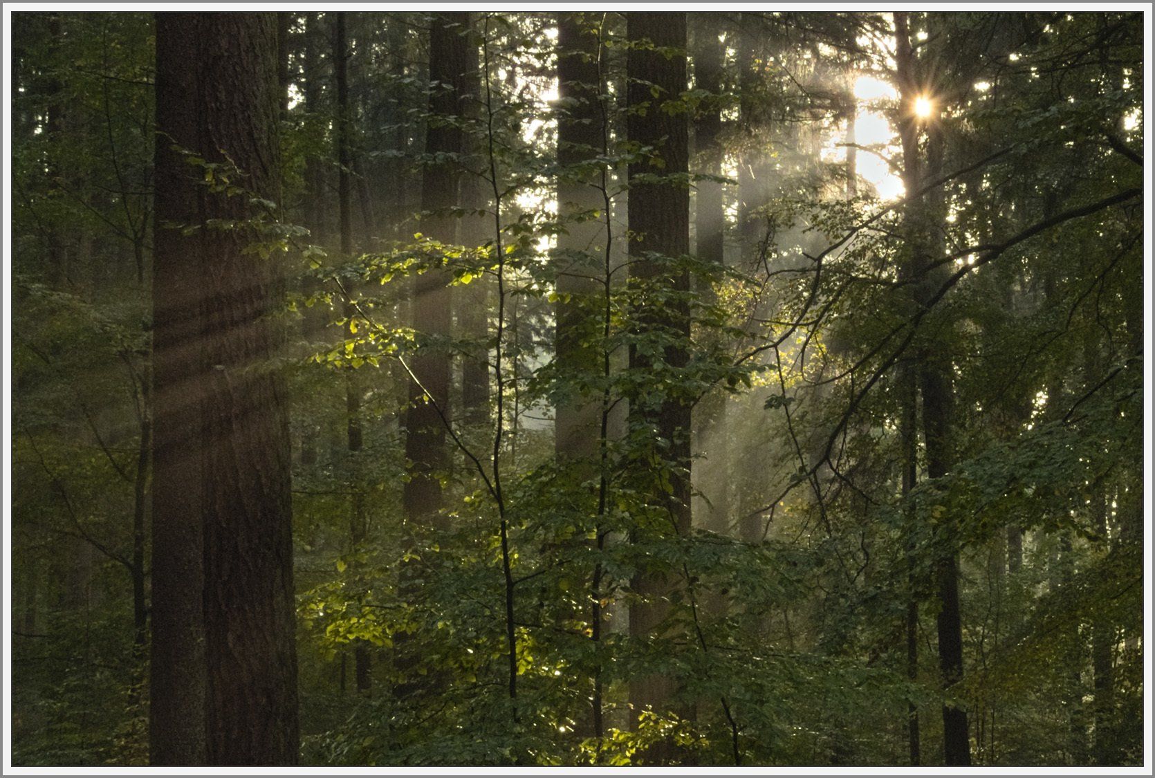 Lichtdurchfluteter Wald