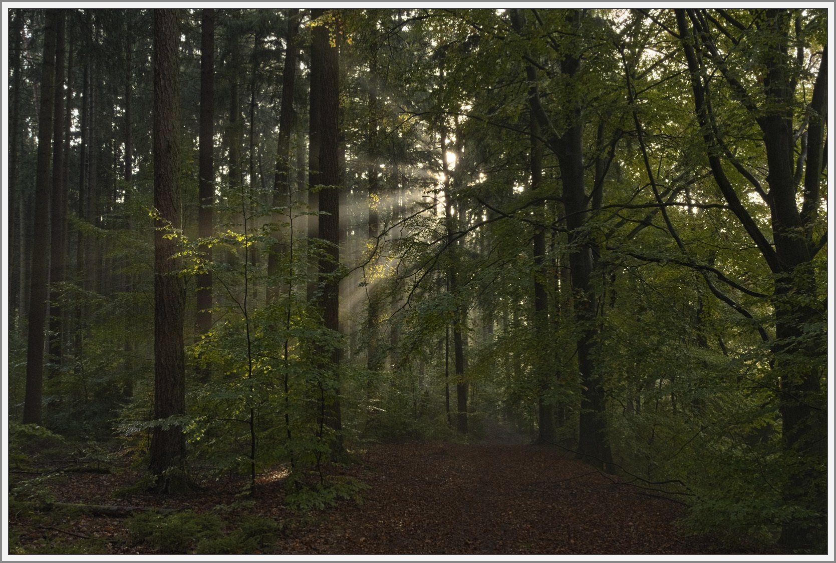 Lichtdurchfluteter Wald