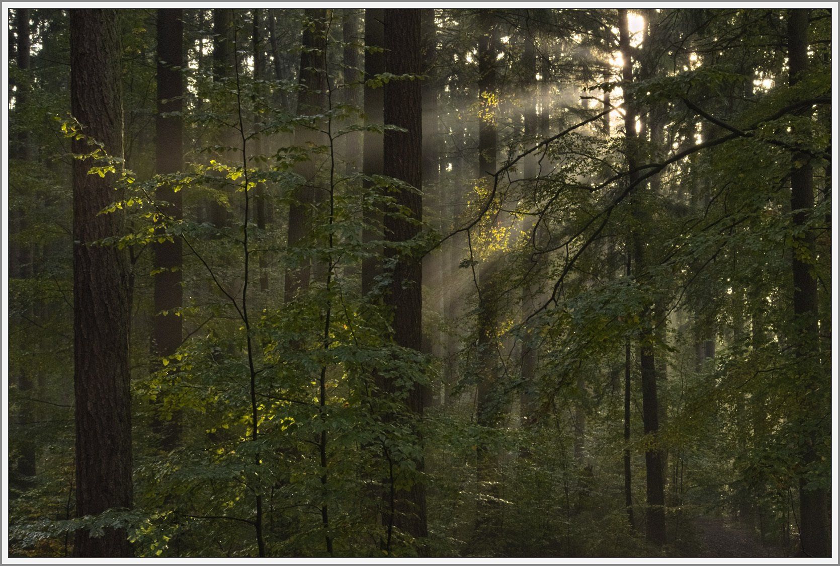 Lichtdurchfluteter Wald