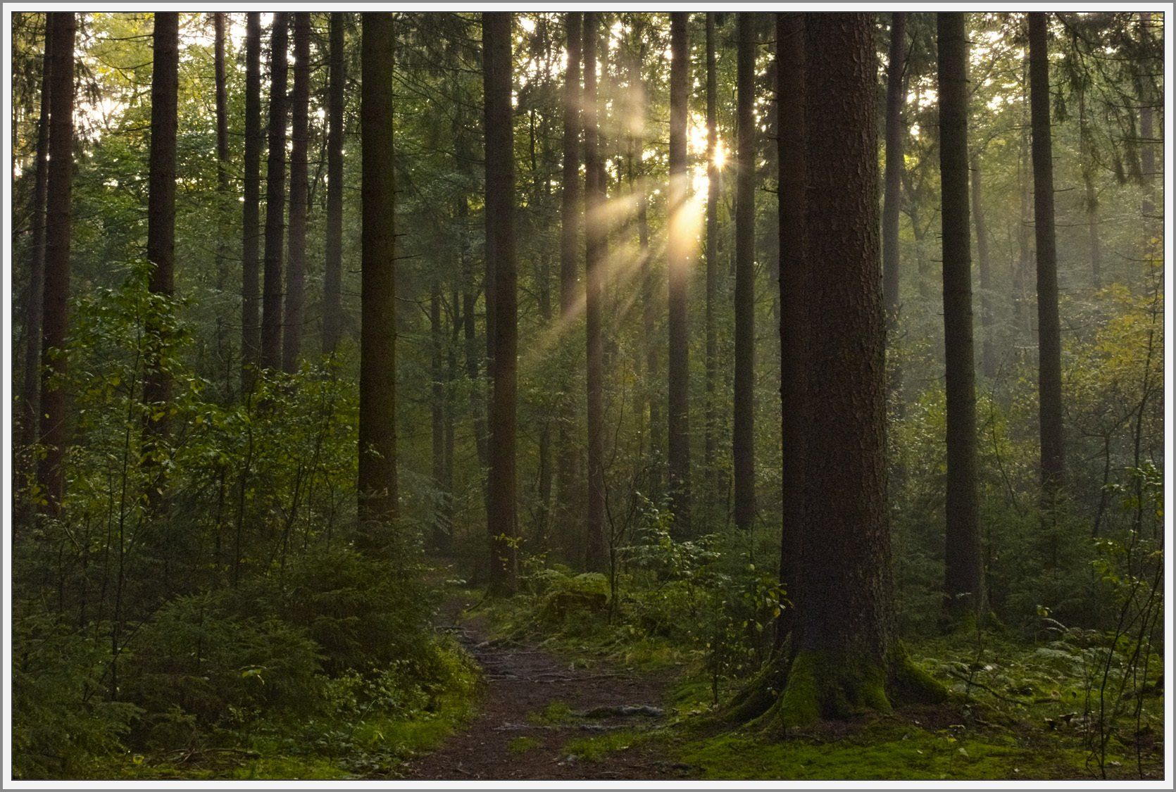 Lichtdurchfluteter Wald