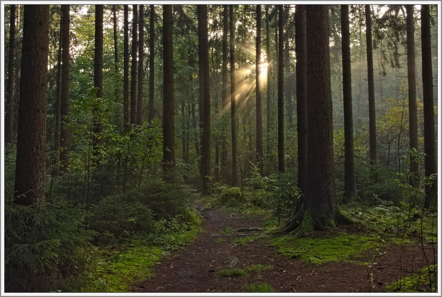 Lichtdurchfluteter Wald
