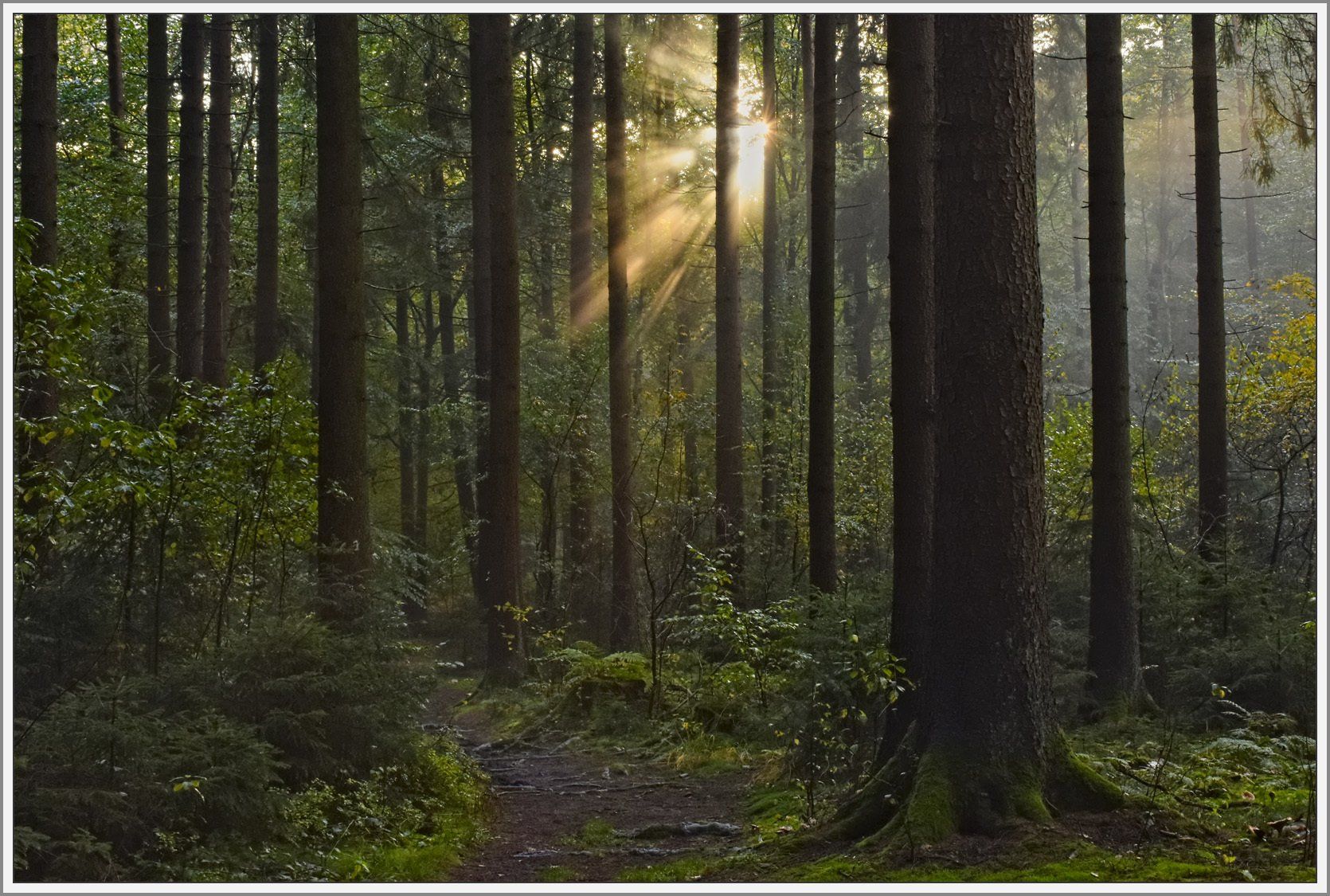 Lichtdurchfluteter Wald