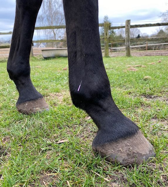 Pferdeosteopathie, Chiropraktik Akupunktur, Tierhaarananlysen, Rehabilitation