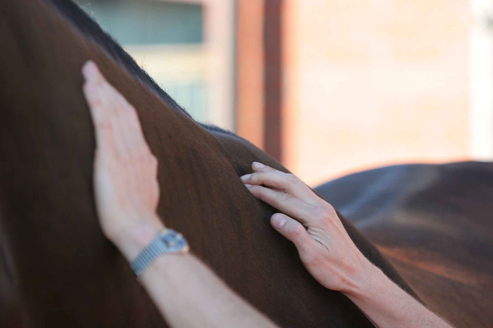 Pferdeosteopathie, Chiropraktiker, Rehabilitation