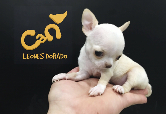 bienvenidos al criadero de chihuahuas can leones dorado