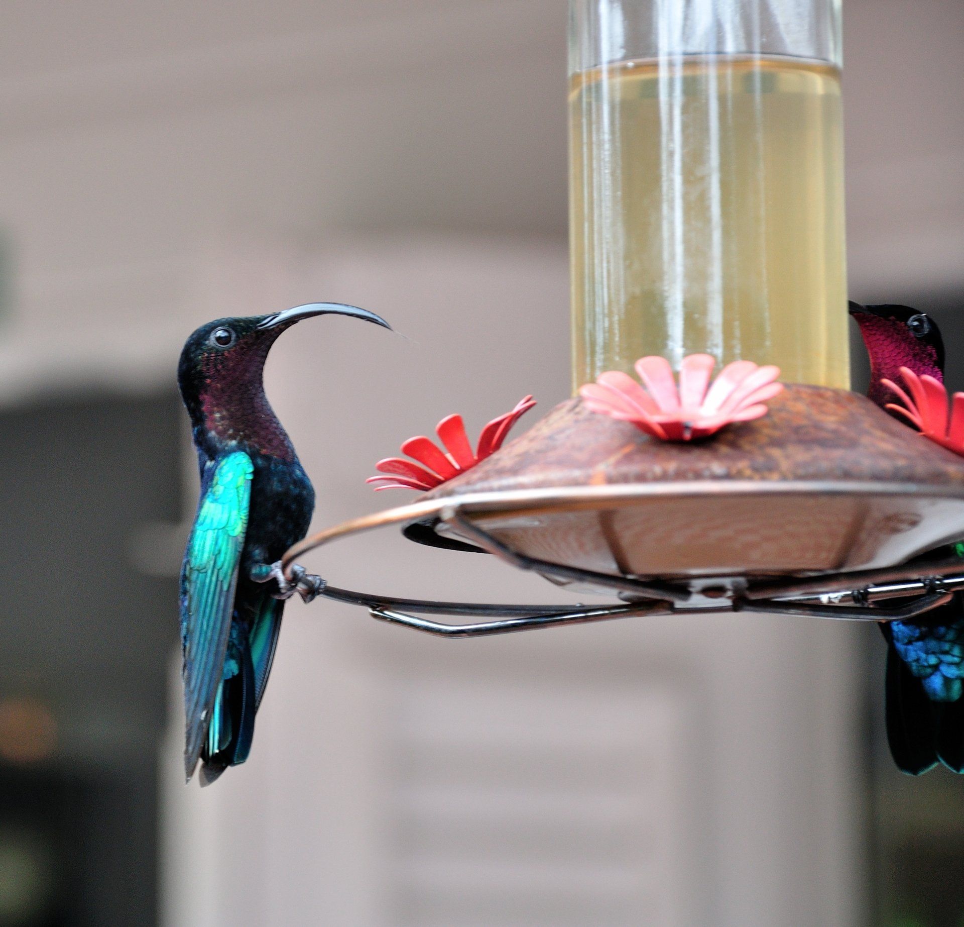 Kolibri im Jardin de Balata auf Martinique