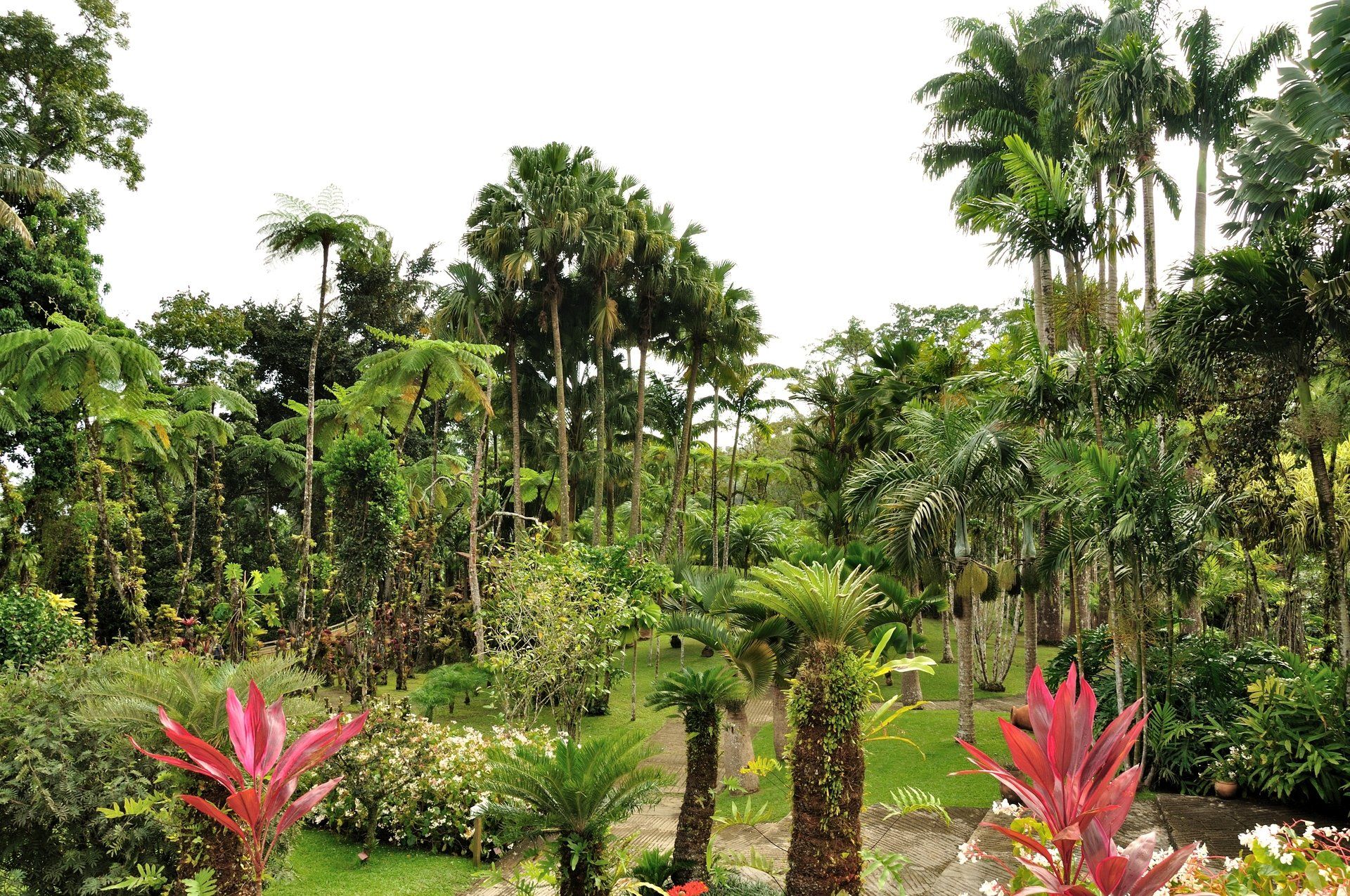 Blumen im Jardin de Balata auf Martinique