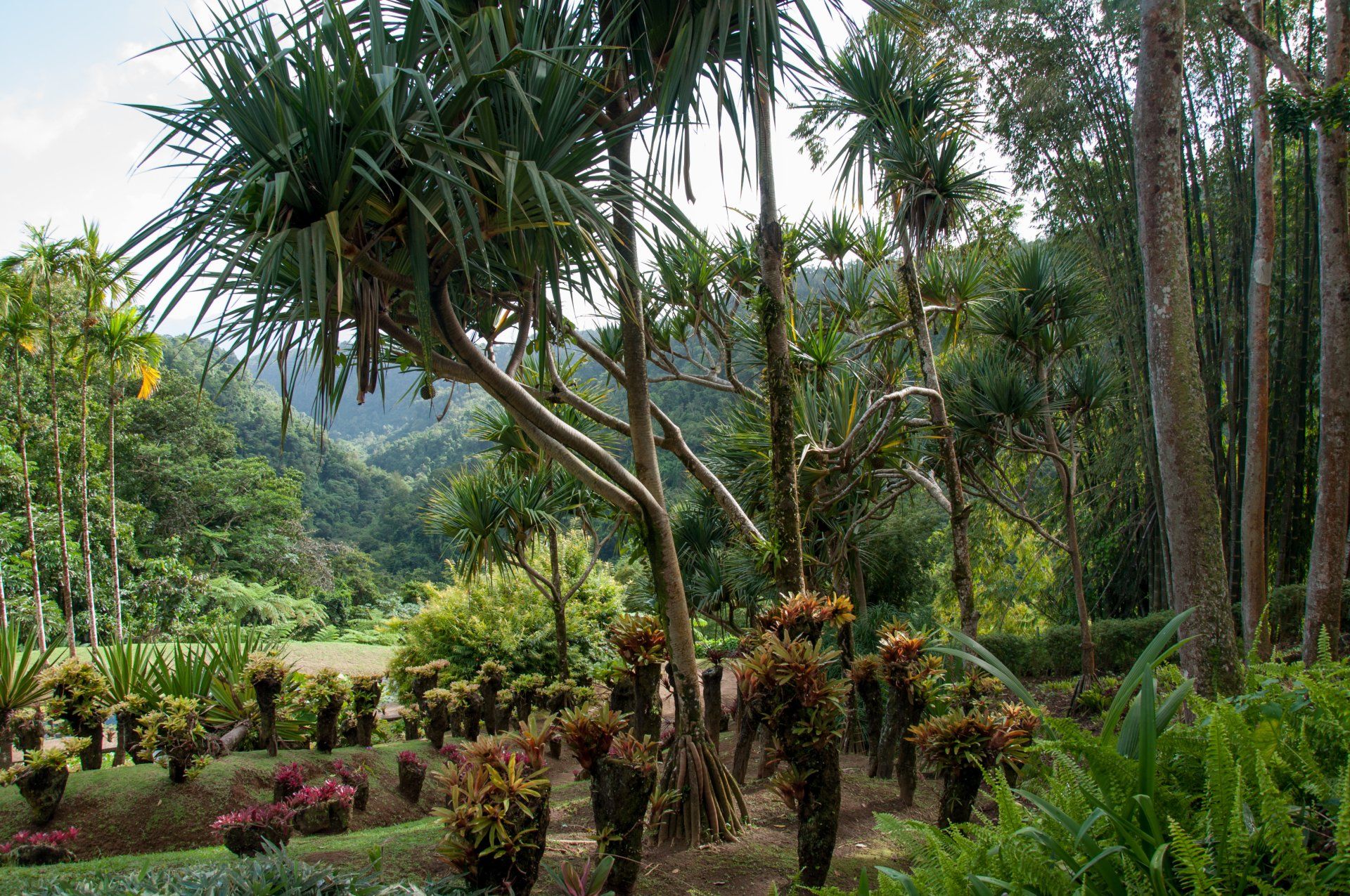 Martinique botanischer Garten Jardin de Balata