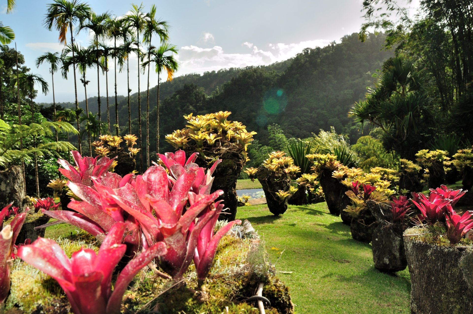 Blumen im Jardin de Balata auf Martinique