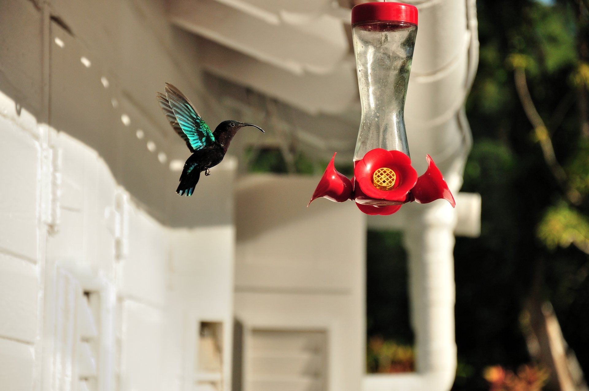 Kolibri im Jardin de Balata auf Martinique