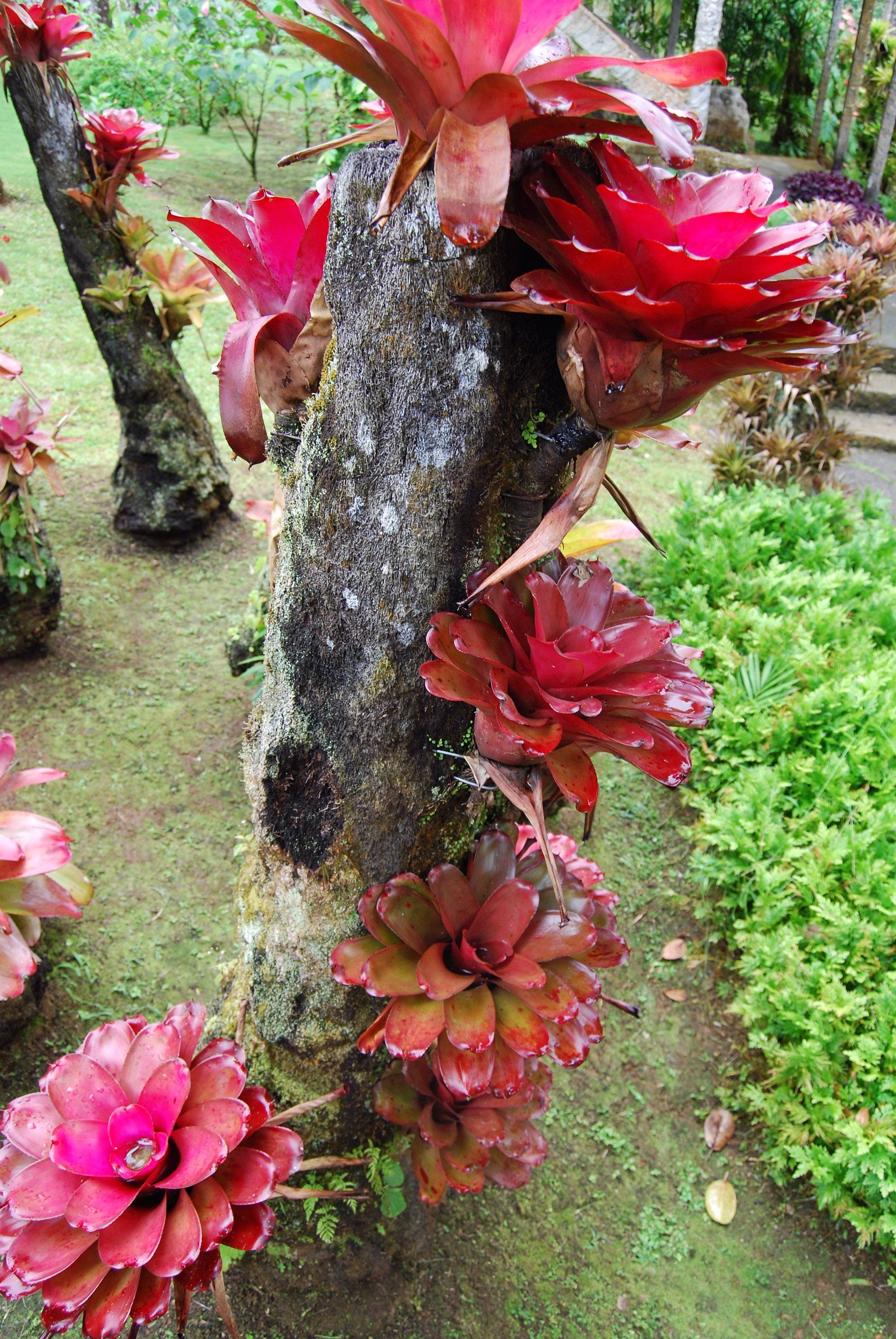 Blumen im Jardin de Balata auf Martinique
