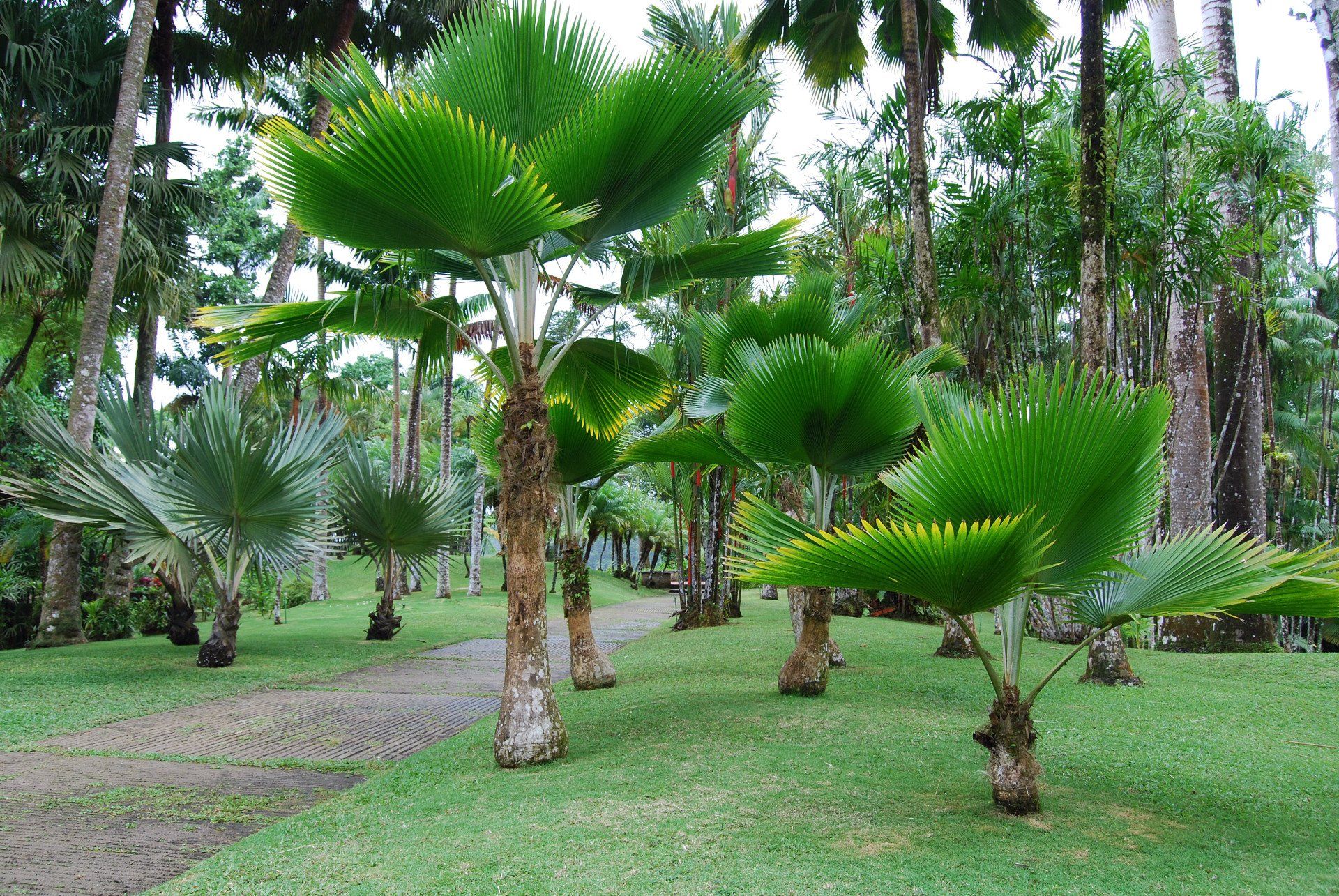 Martinique botanischer Garten Jardin de Balata