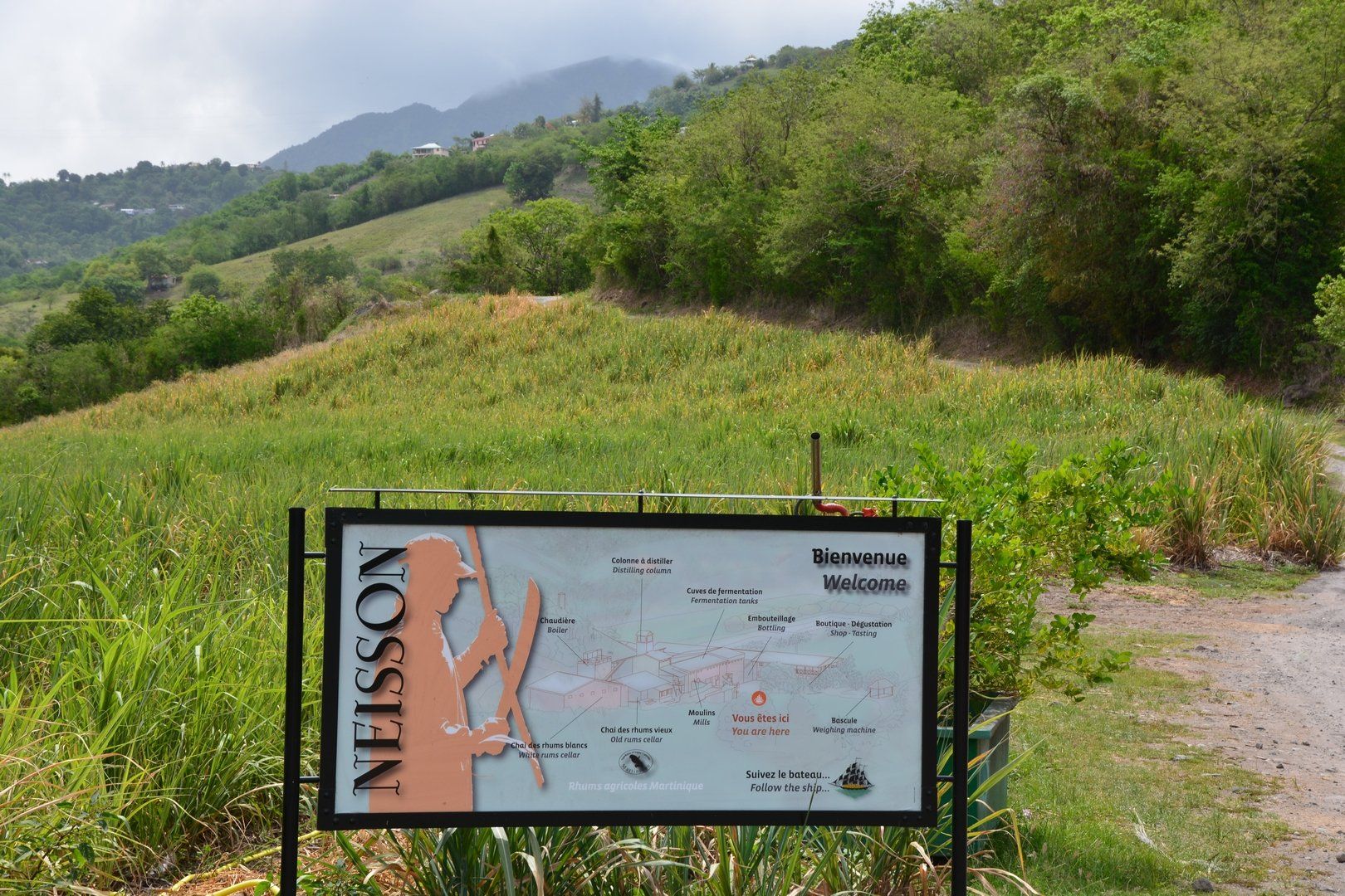 Zuckkerrohrfeld der Destillerie Neisson in Le Carbet, Martinique