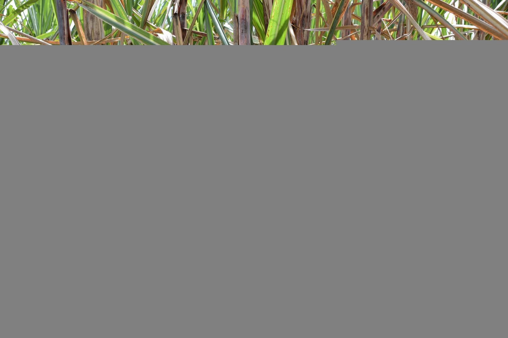 Zuckerrohr der Destillerie Neisson in Le Carbet, Martinique