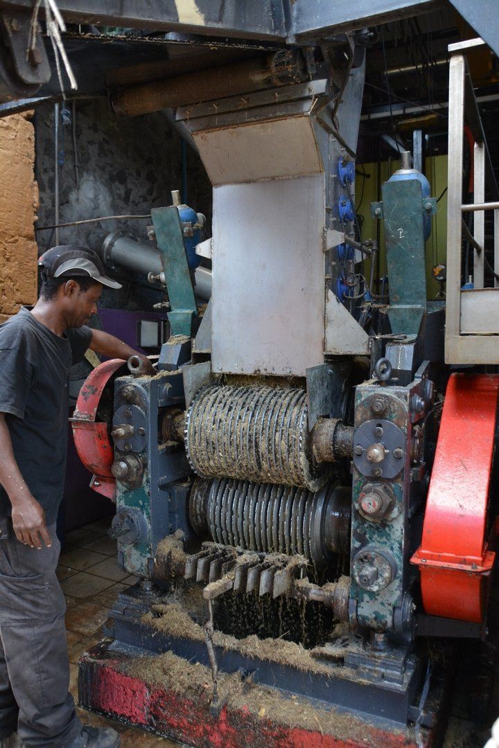 Pressen des Zuckerrohrs in der Destillerie Neisson in Le Carbet, Martinique