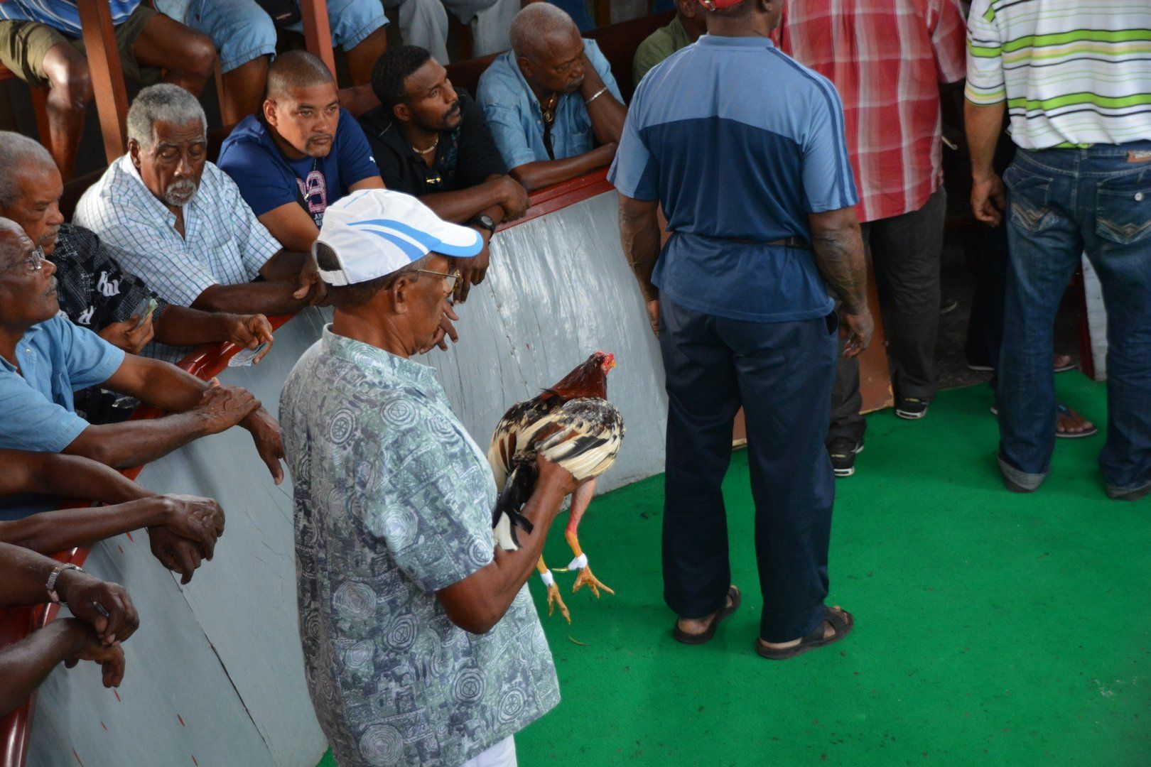 Vorbereitung für den Hahnenkampf in Martinique Le Carbet