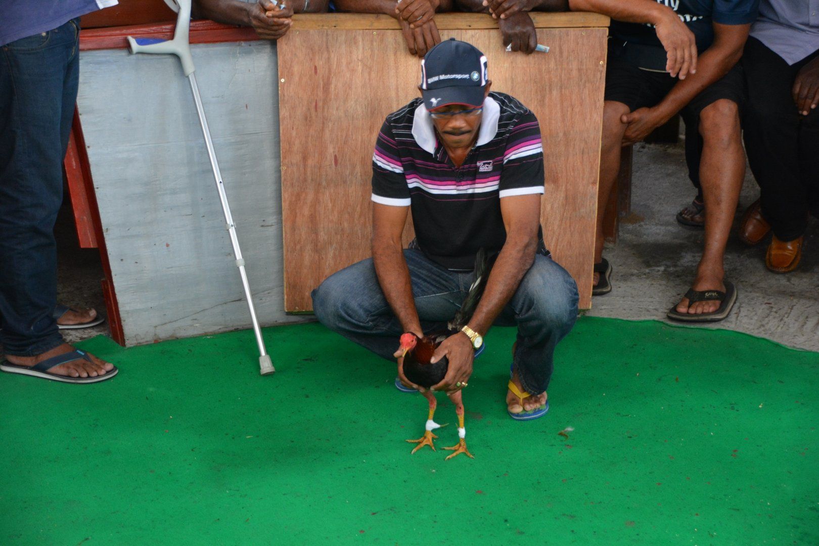 Vorbereitung für den Hahnenkampf in Martinique Le Carbet