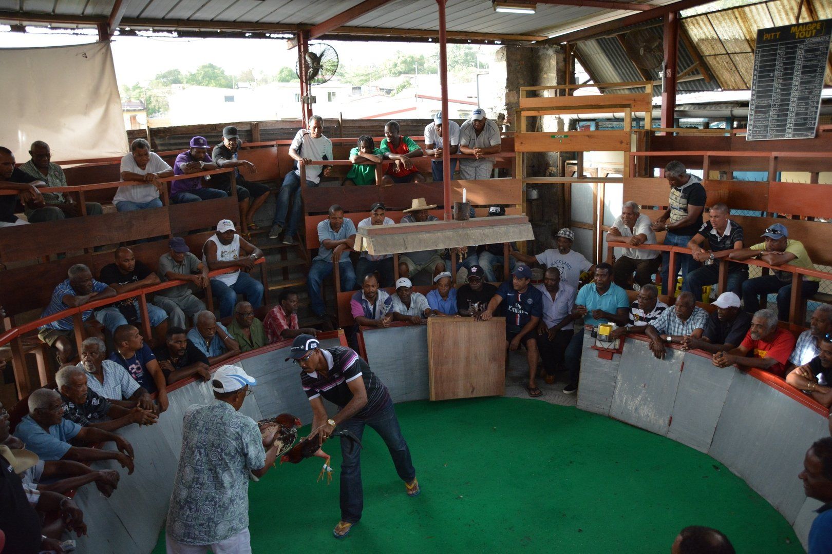 Hahnenkampf Martinique,  Saint Pierre die Begruessung