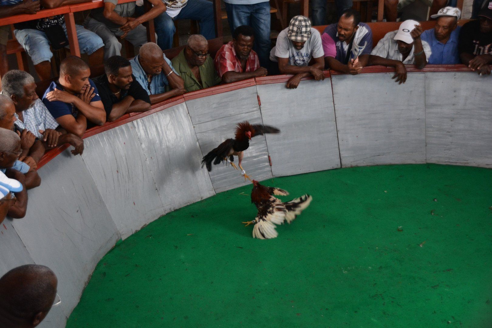 Hahnenkampf in Martinique, Saint Pierre
