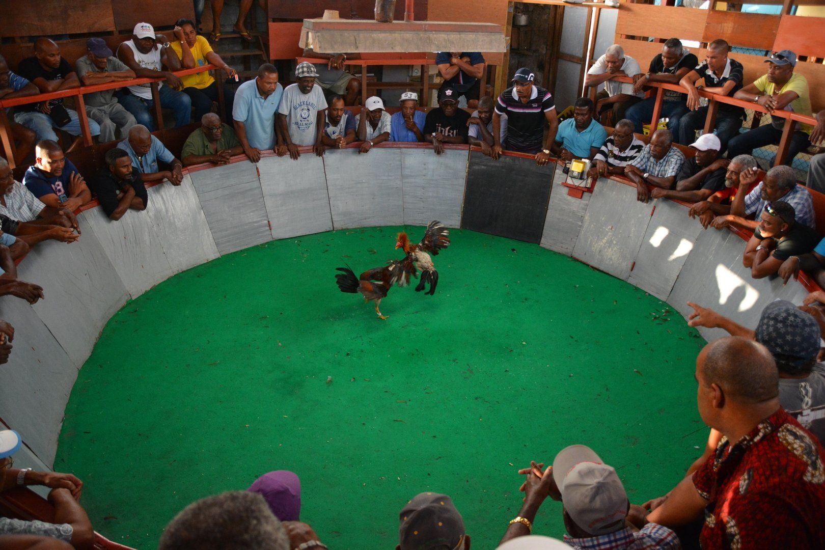 Hahnenkampf in Martinique, Saint Pierre