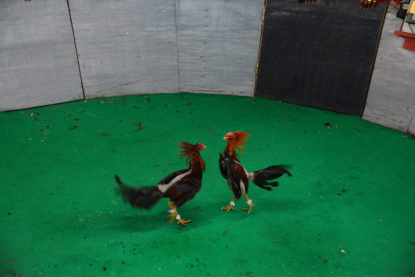 Hahnenkampf in Martinique, Saint Pierre