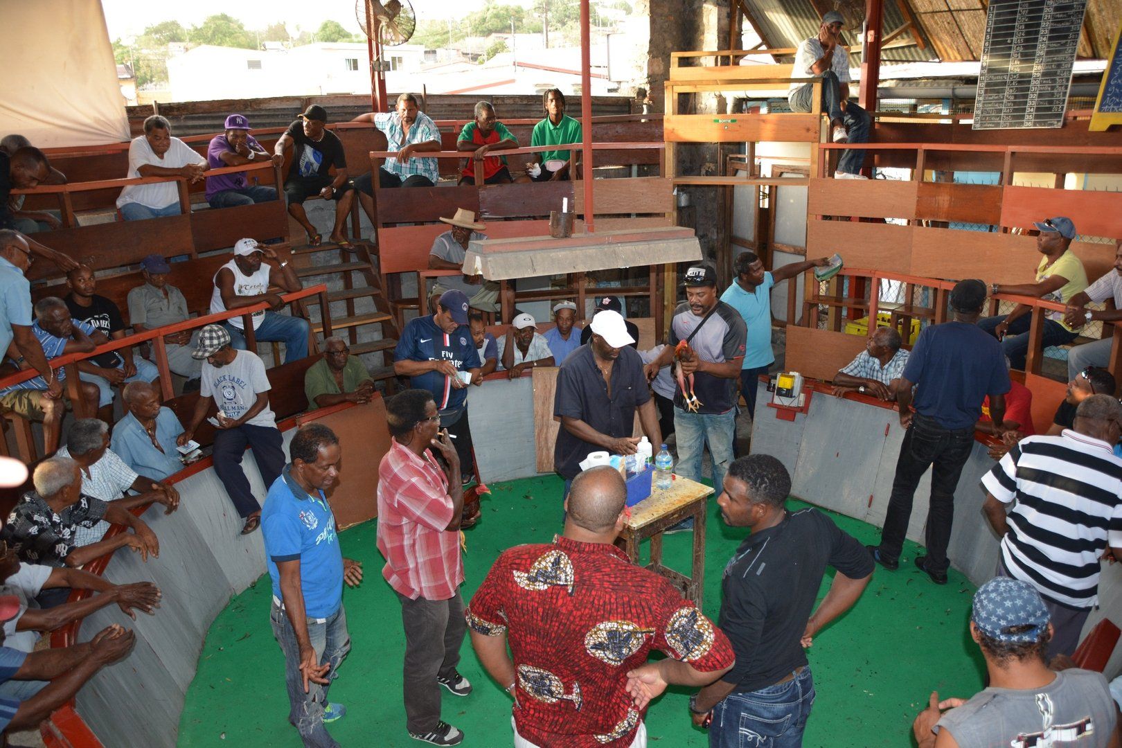 Vorbereitung für den Hahnenkampf in Martinique Le Carbet