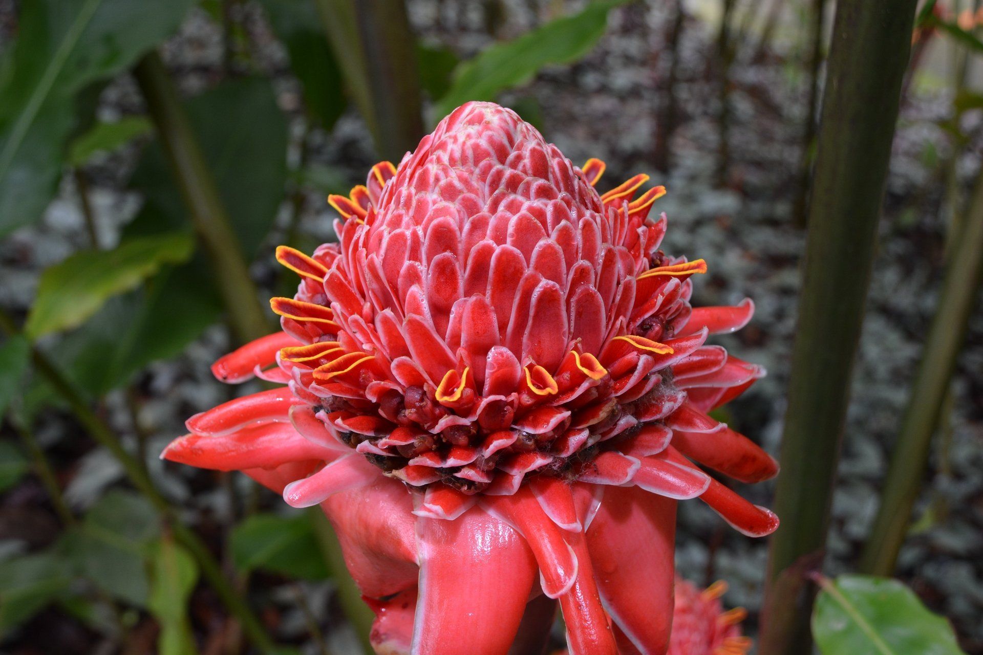 Blumen im Jardin de Balata auf Martinique