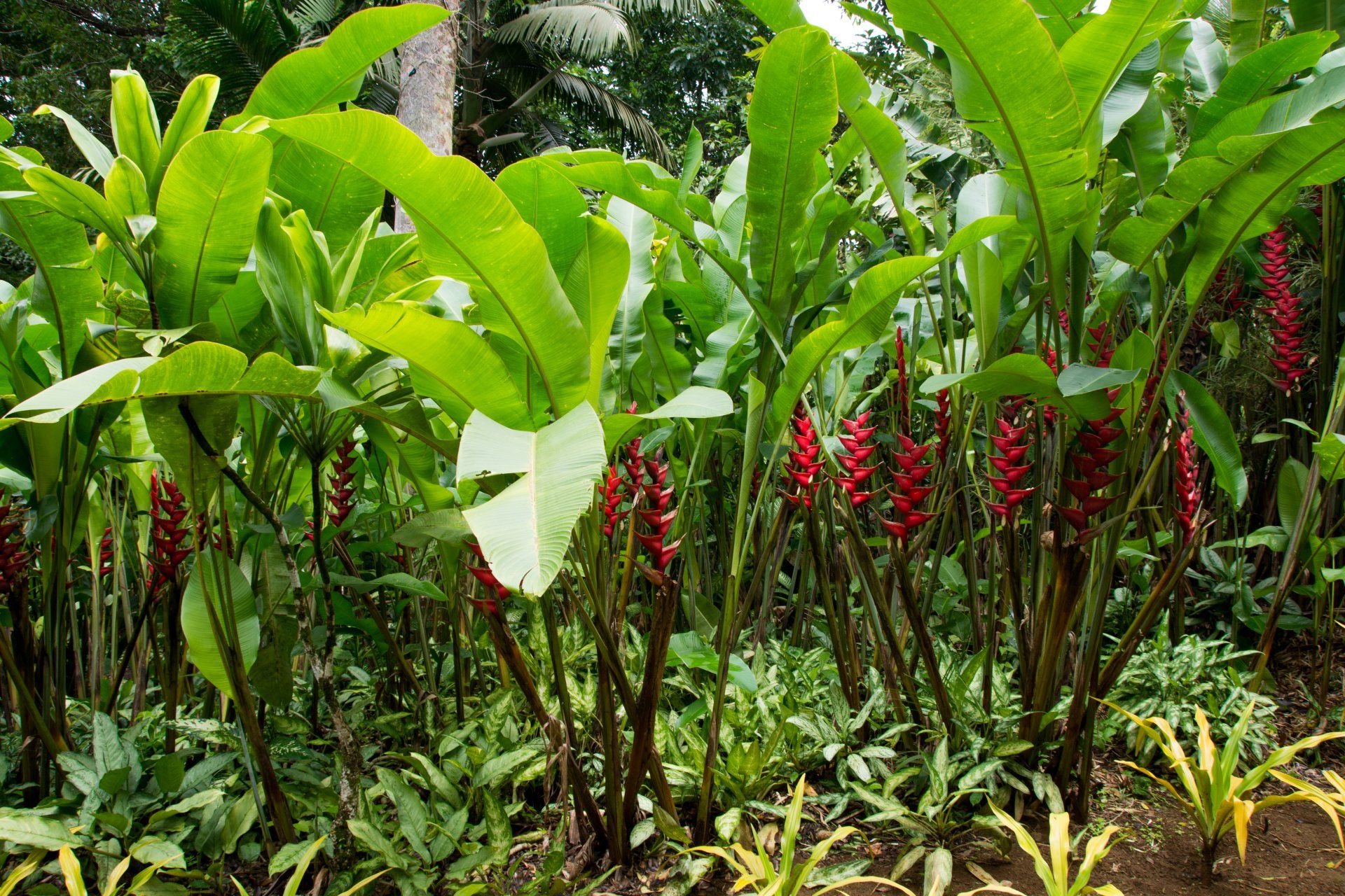 Blumen im Jardin de Balata auf Martinique