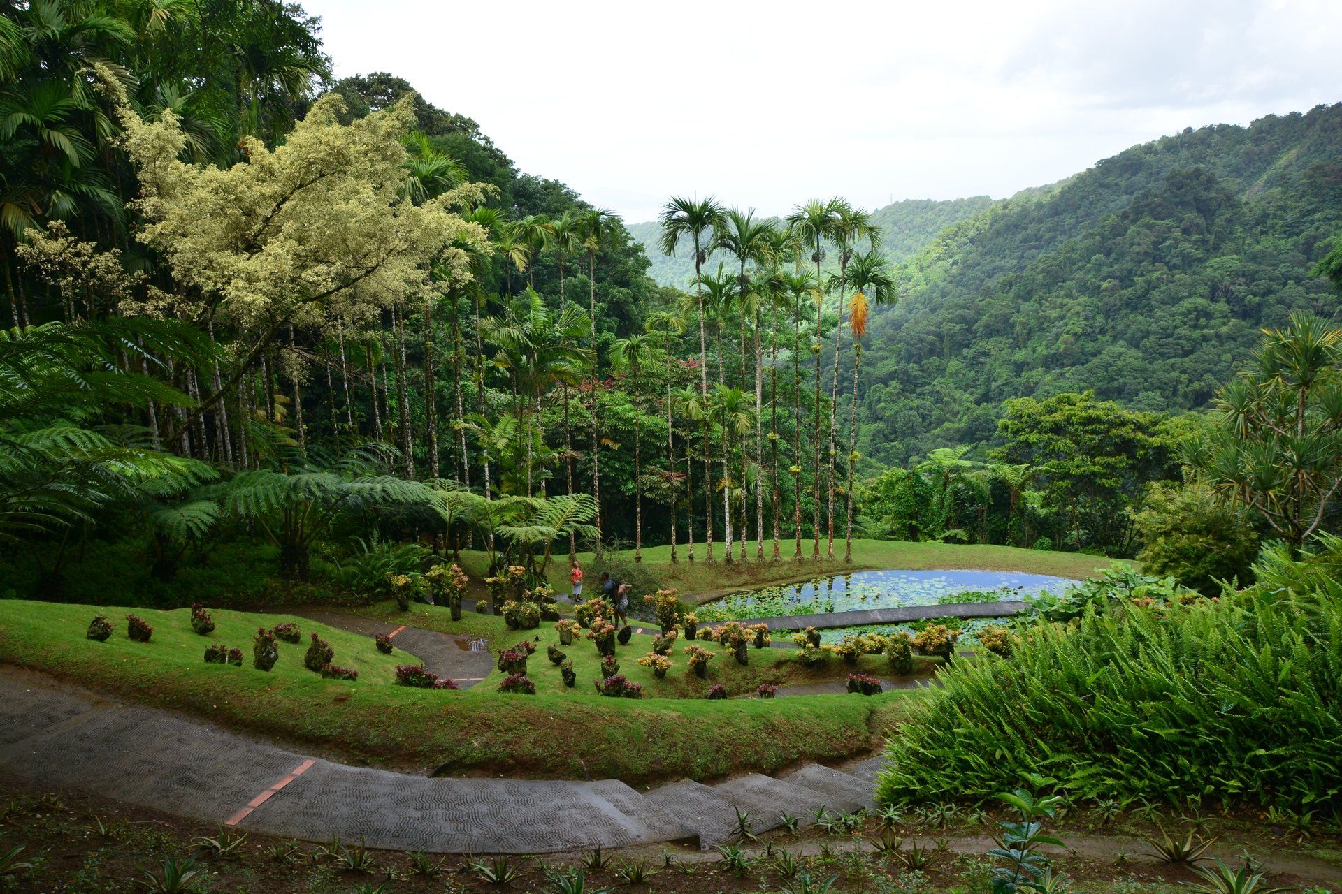 Blumen im Jardin de Balata auf Martinique