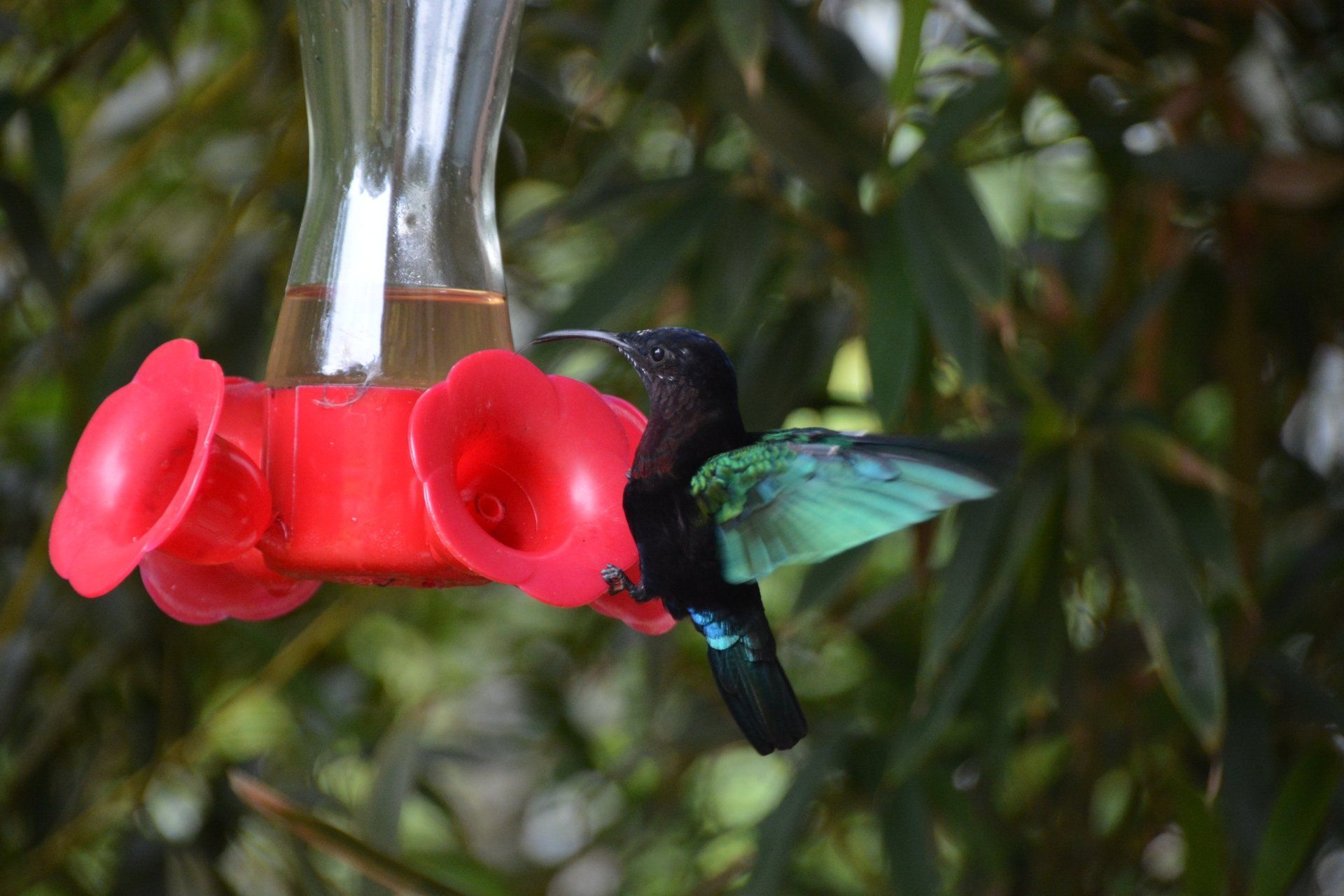 Kolibri im Jardin de Balata auf Martinique