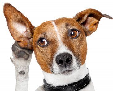 perro prestando atención