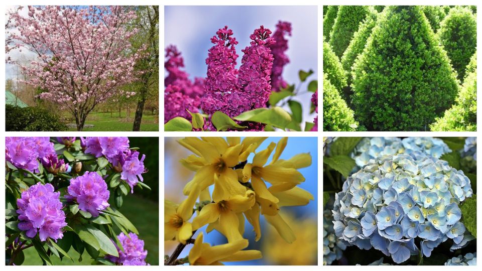 Trees & Shrubs Hopewell Junction, NY Sabellico Greenhouses & Florist