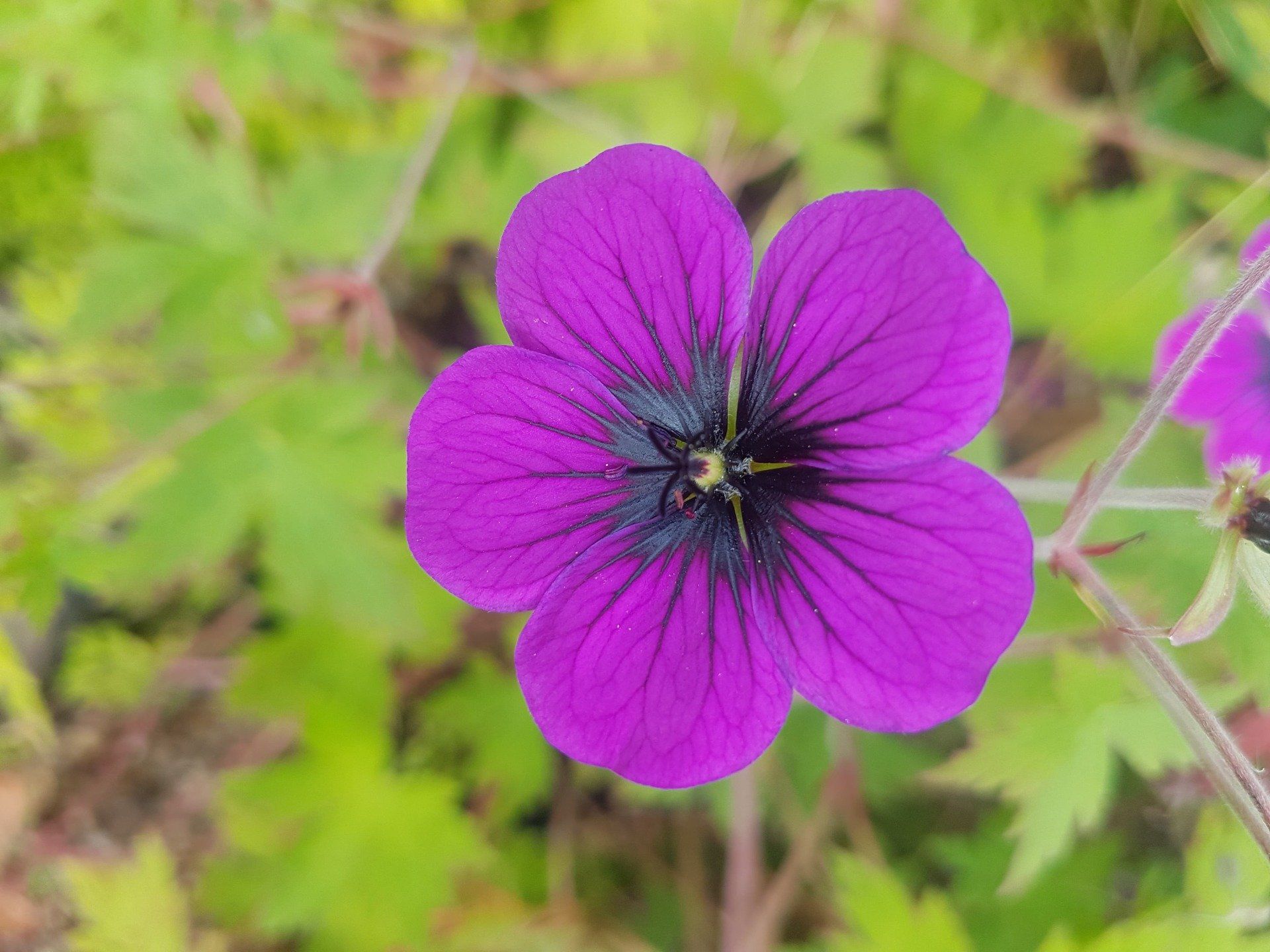 Triscombe Nurseries - Quality plants from a unique nursery