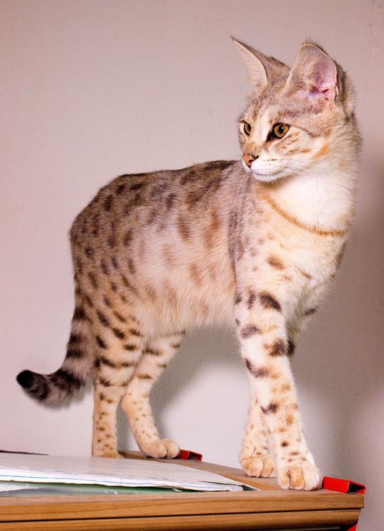 Savannah Katzen Zucht F1F5 Kitten, Savannahkatze,