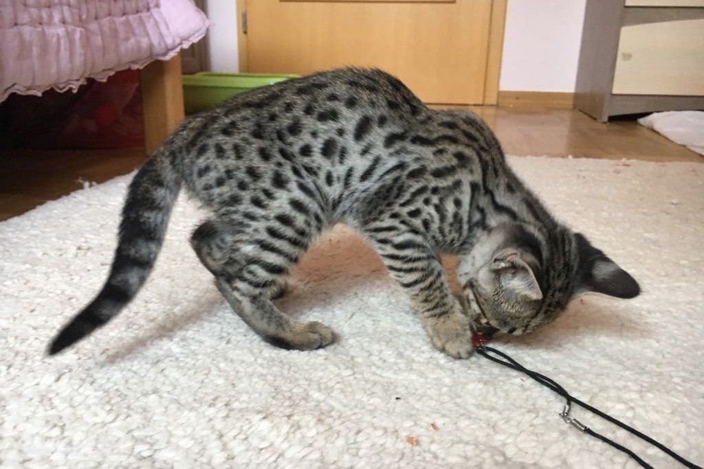 Savannah Katzen Zucht in Hessen, savannah Katze liefern wir weltweit