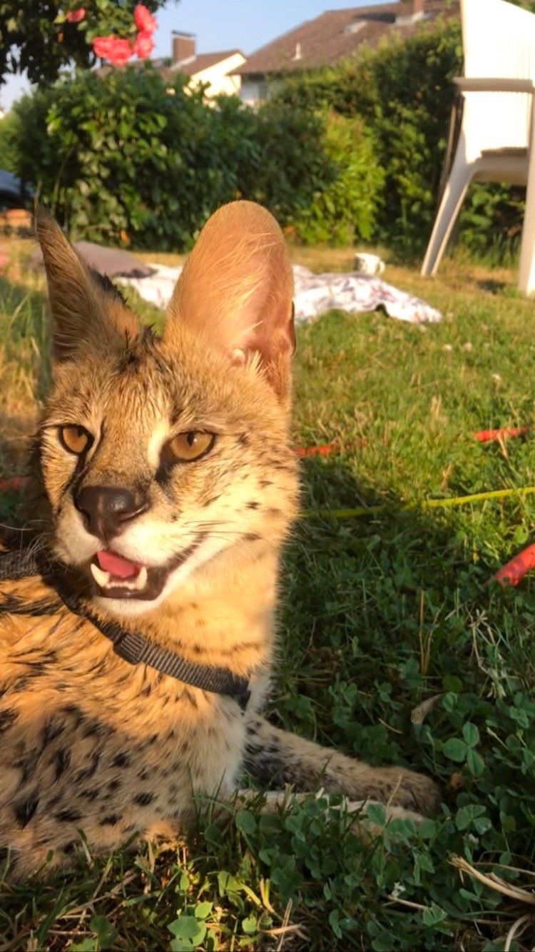 Savannah Katzen Zucht F1-F5 Kitten, Savannahkatze,