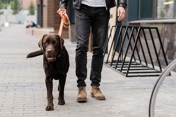 Locker durch den Kiez Hundeschule Sofawolf Leinenführigkeit, Leine ziehen Berlin-Pankow, Karow, Buch, Weißensee, Panketal