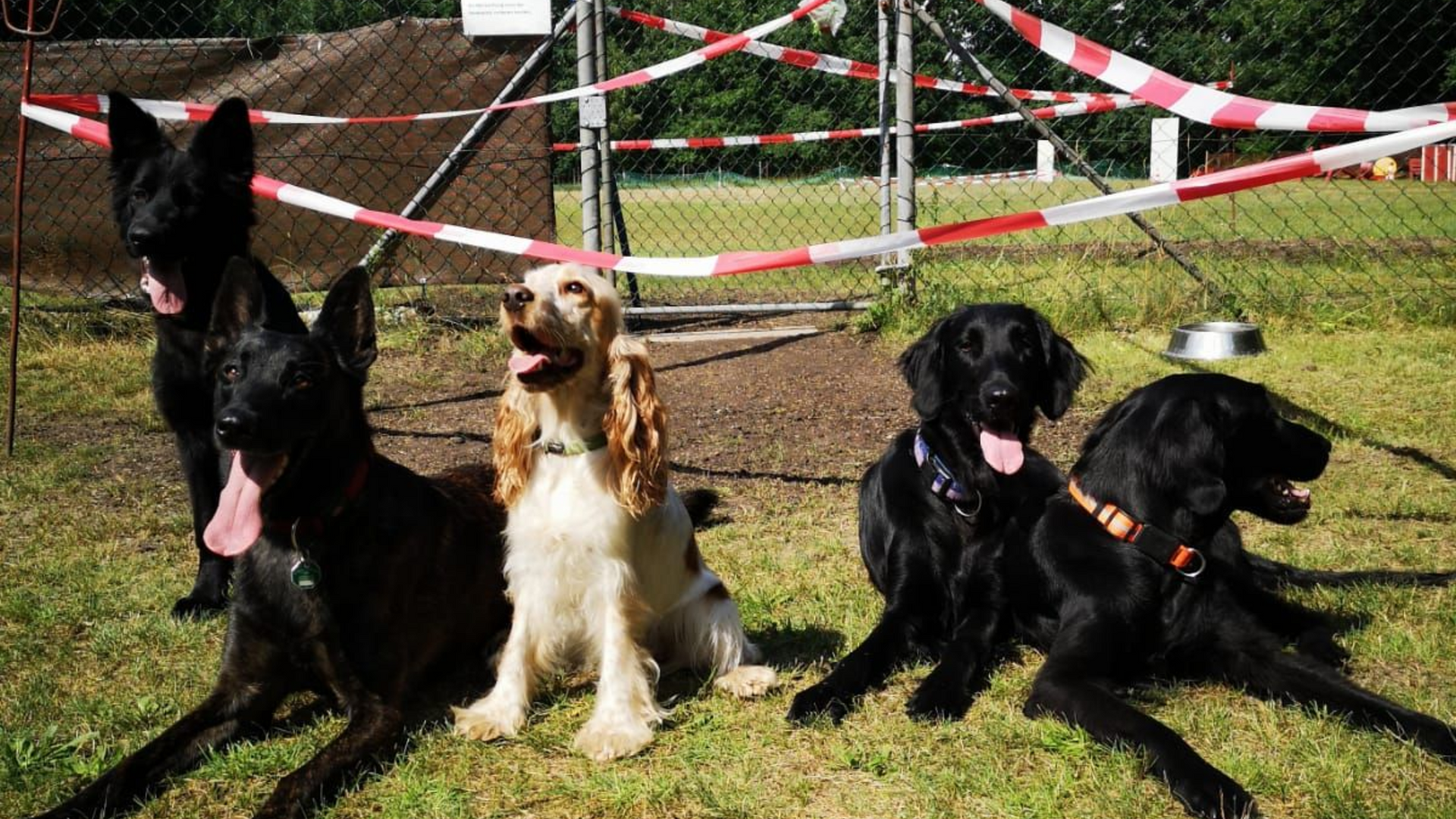 Hundeschule Pankow, Karow, Buch, Weißensee, Panketal , Sozial Works, geführter Leinenspaziergang, Souveränität  Management