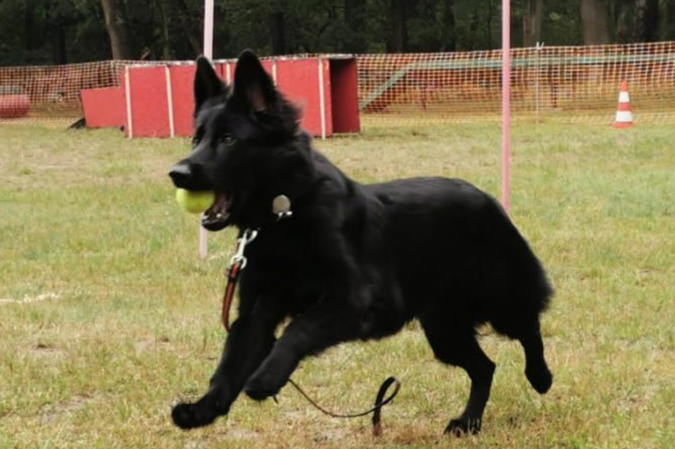 Hundeschule Sofawolf  Berlin-Pankow, Karow, Buch, Weißensee, Panketal  sicherer Rückruf mit Pfeife oder Stimme