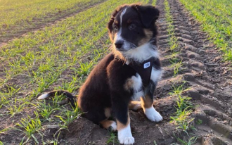 Pankow Starter Welpen und Junghunde Hundeschule Welpen und Junghunde Berlin-Pankow, Karow, Buch, Weißensee, Panketal Stubenreinheit, Beißhemmung, Erziehung