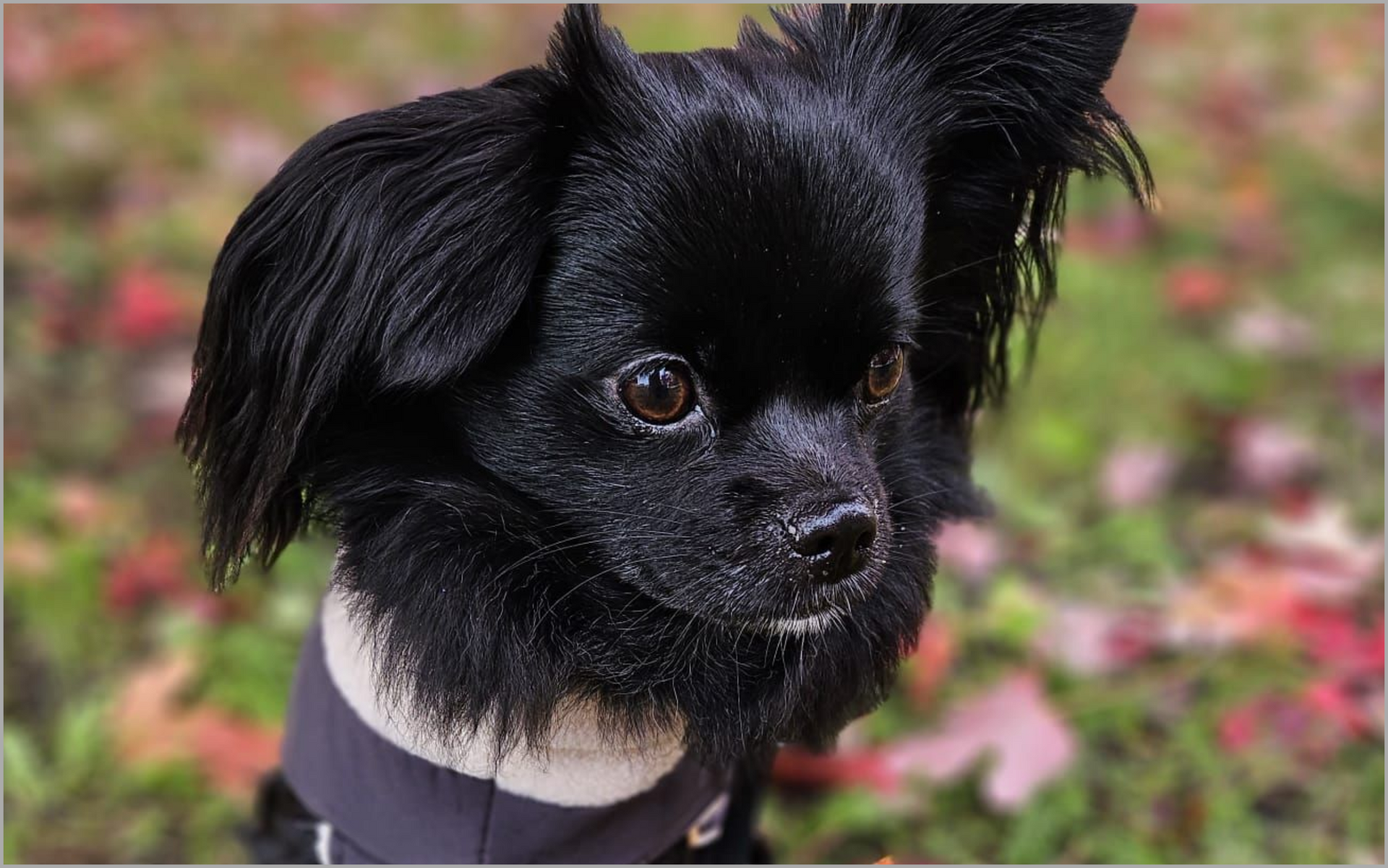 Hundeschule Sofawolf  Berlin-Pankow, Karow, Buch, Weißensee, Panketal , Einzeltraining, Einzelstunde, 