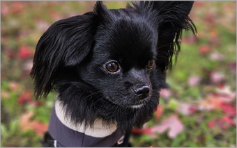 Dranbleiber-Check Hundeschule Sofawolf Berlin-Pankow, Karow, Buch, Weißensee, Panketal , Einzeltraining, Einzelstunde,