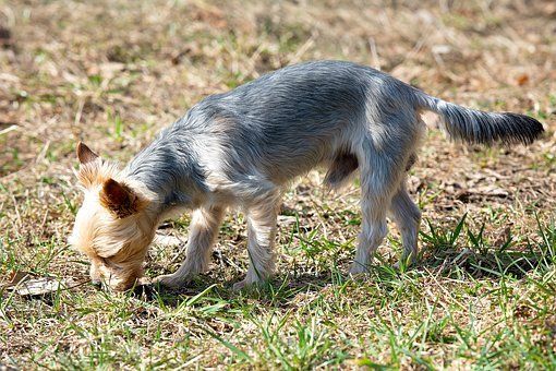 Fährtenarbeit In der Hundeschule Sofawolf- Berlin-Pankow- Karow-Buch- Weißensee- Panketal bietet Schnüffelkurse-Fährtenarbeit-Suchspiele
