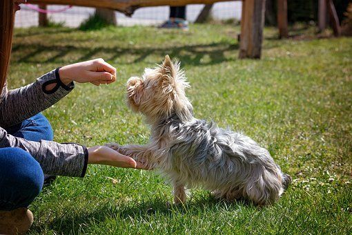 Hundführerschein-Sachkundenachweis-Leinenbefreiung absolvieren in der Hundeschule Sofawolf Berlin-Pankow-Karow-Buch-Weißensee, Panketal