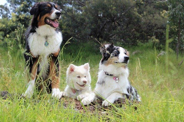 Gruppenkurse In der Hundeschule Sofawolf in Berlin-Pankow- Karow-Buch- Weißensee -Gruppenkurse-Gruppentraining-Junghundkurs