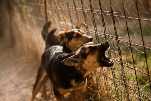 In der Hundeschule Sofawolf-Verhalten verstehen und korrigieren-Verhaltensprobleme Berlin-Pankow-Karow-Buch-Weißensee, Panketal