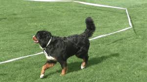 In der Hundeschule Berlin-Pankow, Karow- Buch-Weißense, Panketal- Longieren mit Hund-Longiertraining