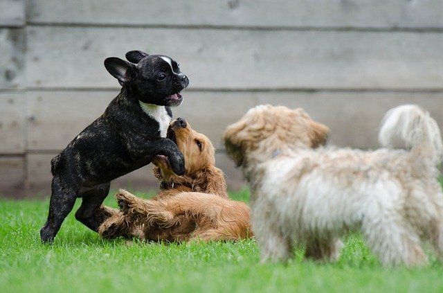 Dogwalker-Gassiservice in der Hundeschule Berlin-Pankow,-Karow-Buch-Weißensee, Panketal