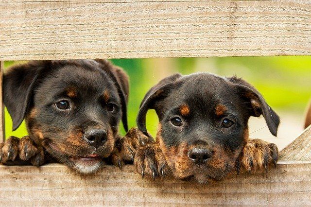 Einzeltraining In der Hundeschule Sofawolf,  Berlin-Pankow, Karow, Buch, Weißensee, PanketalEinzeltraining